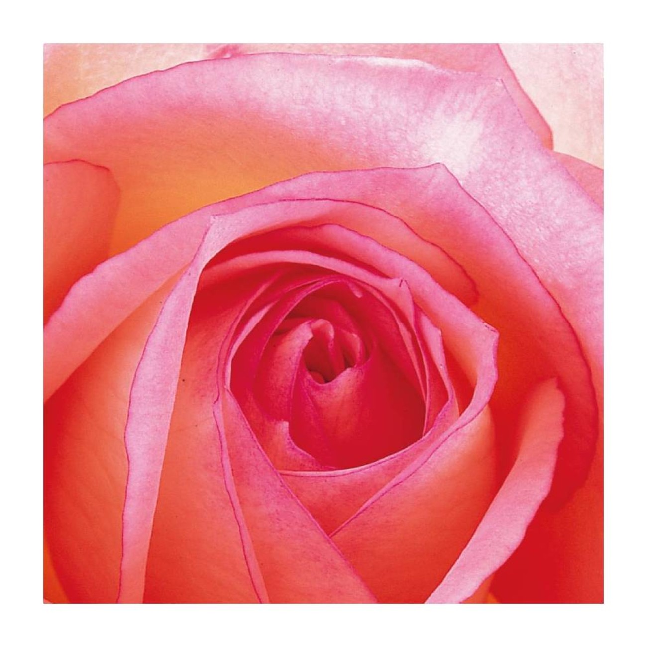 Paperproducts Design - PPD  Χαρτοπετσέτα 33x33cm σειρά Rose
 Αξεσουάρ Σερβιρίσματος